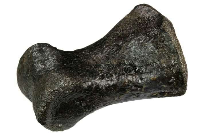 Rare, Valdosaurus Toe Bone - Isle of Wight, England #123526